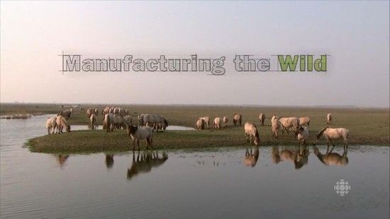 The Nature Of Things Manufacturing The Wild 720p x264 HDTV EZTV