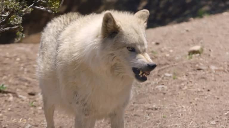 Wolves and Warriors S1E3 The Heart of a Wolf